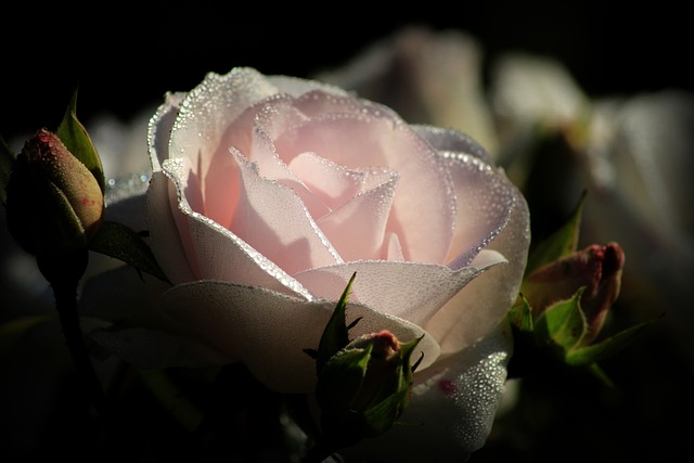 粉色的 玫瑰 露 - 上的免费照片