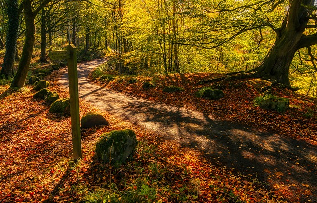 秋光 树叶 景观 - 上的免费照片