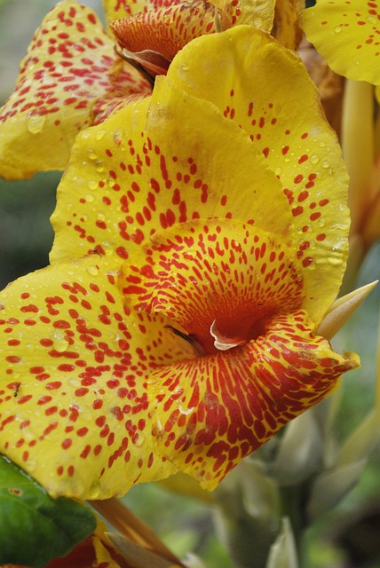 普拉塔尼洛 花 黄色 Tlapa De - 上的免费照片