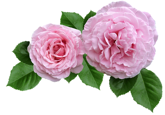 玫瑰 粉色的 皱巴巴的 - 上的免费照片