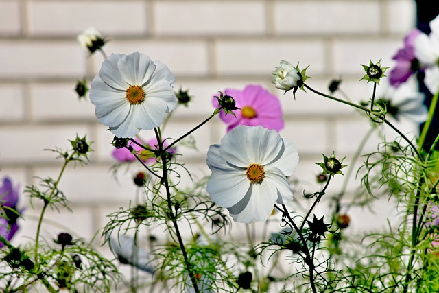 Cosmea 花 宇宙Bipinnatu - 上的免费照片