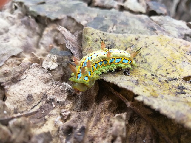 Nature Limacodidae Series - 上的免费照片