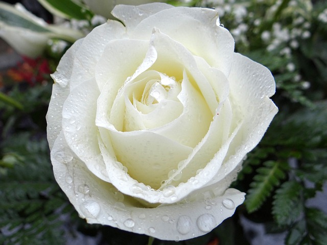 白色的玫瑰 所有的圣徒 万圣节 - 上的免费照片