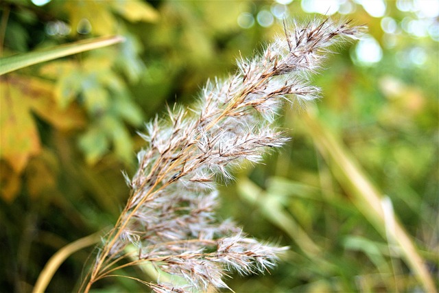 草 干燥 冻胀 - 上的免费照片