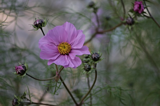 Cosmea 花 宇宙Bipinnatu - 上的免费照片