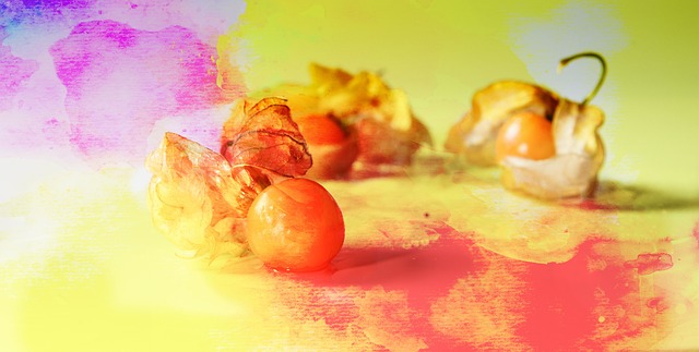 酸浆 粮食Photograpie 金浆果 - 上的免费照片