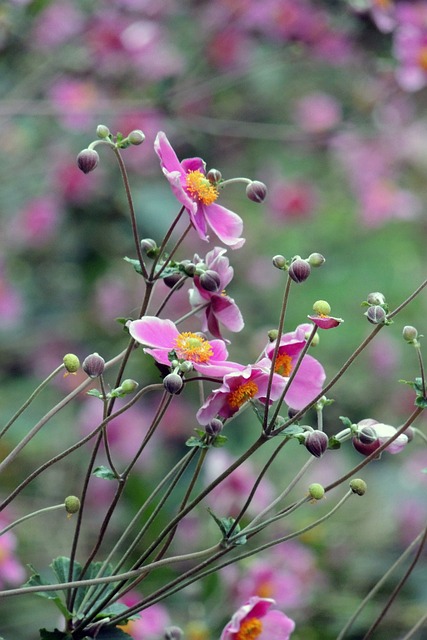 海葵 粳稻 Hupehensis - 上的免费照片