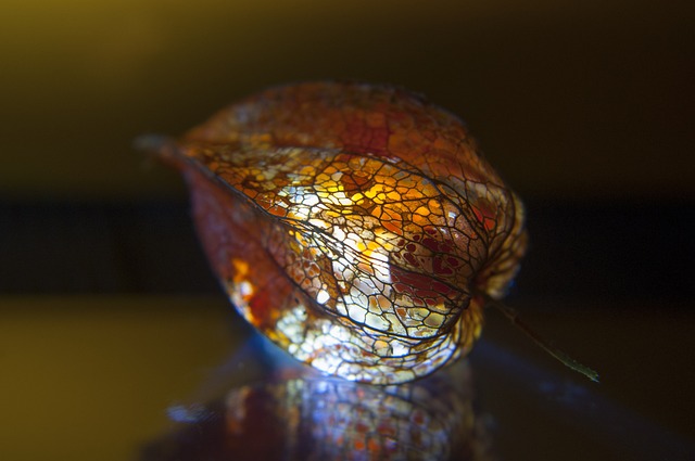 灯笼花 Lampion 花 - 上的免费照片