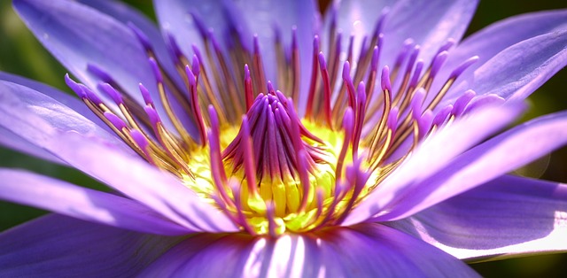 花 紫花 开花 - 上的免费照片