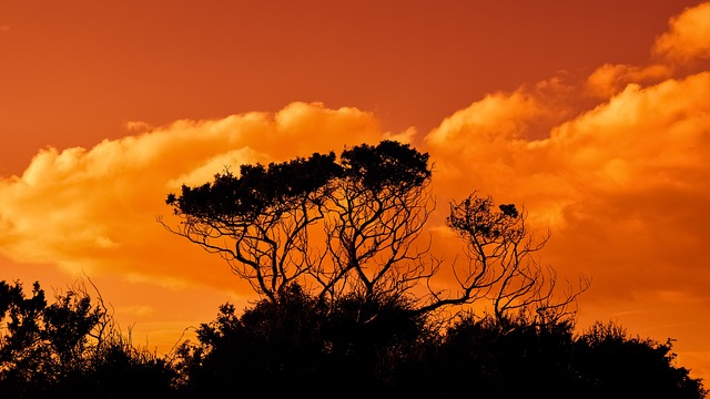 树木 分行 日落 - 上的免费照片
