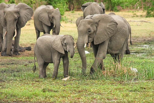 大象 放牧 家庭 - 上的免费照片