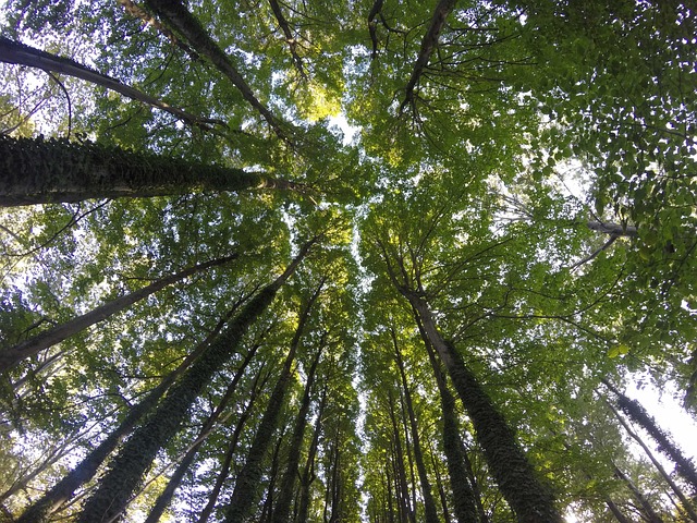 树木 奥克斯 Holm - 上的免费照片