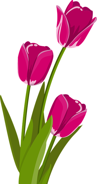 郁金香 花朵 粉色郁金香 - 免费矢量图形