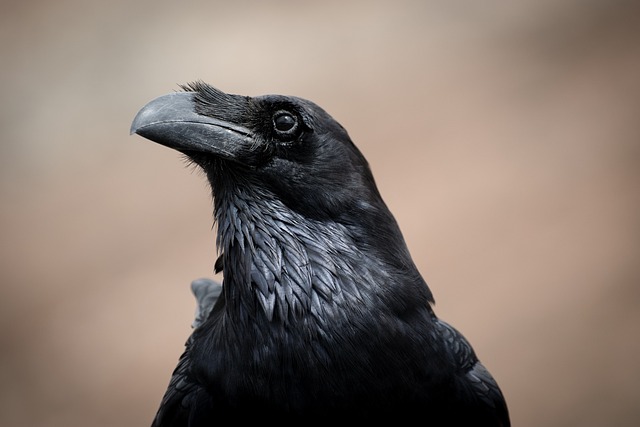 黑色的 鸟 掠夺 - 上的免费照片