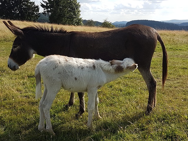 驴 驹 驴驹 - 上的免费照片