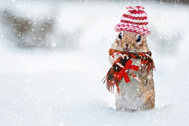 冬天 花栗鼠 针织帽 - 上的免费照片