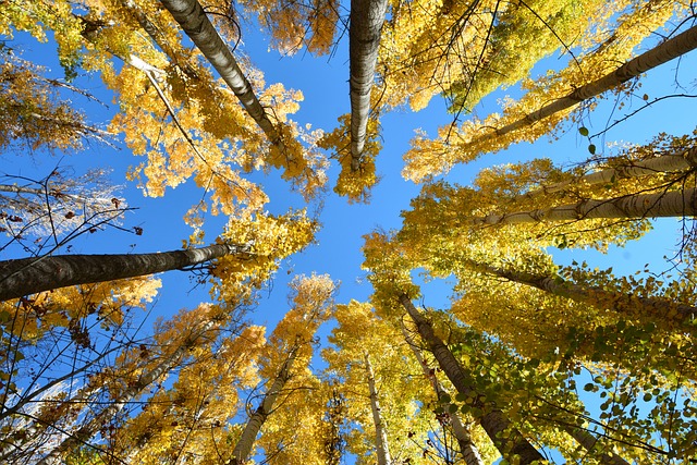 秋天 季节 自然 - 上的免费照片
