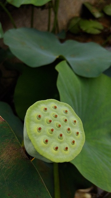 芽 Waterlily 蓮花 - 上的免费照片