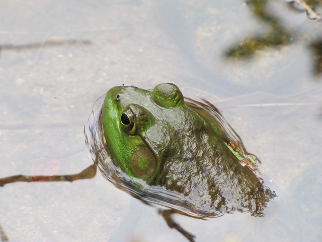 青蛙 牛蛙 两栖类 - 上的免费照片