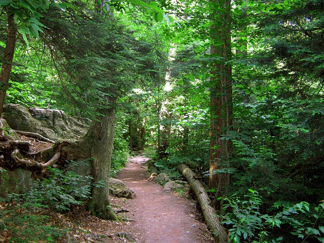 国家公园 树木 宾夕法尼亚州 - 上的免费照片
