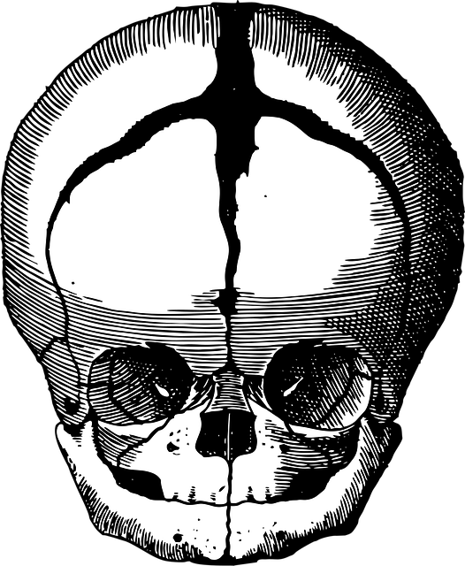 胎儿的颅骨 颅骨 胎儿 - 免费矢量图形
