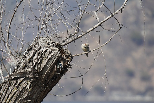 鸟类 阿蒂特兰 湖 - 上的免费照片