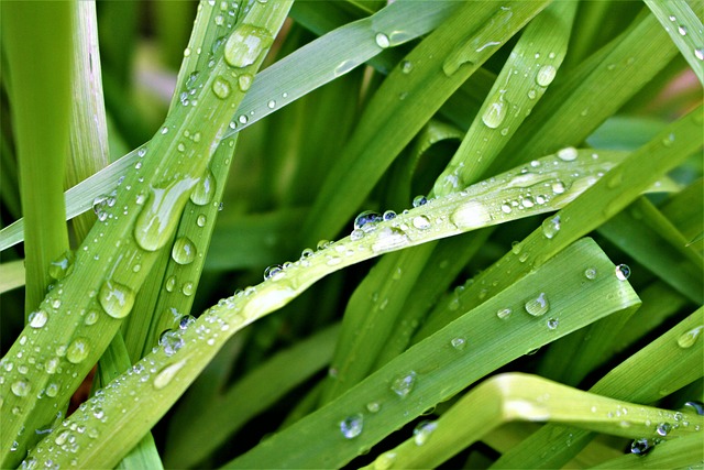 水滴 草 雨 - 上的免费照片