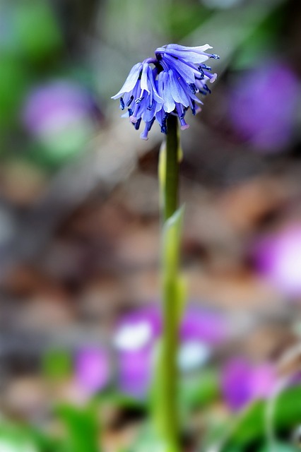 野花 姑娘裙子 硬顶 - 上的免费照片