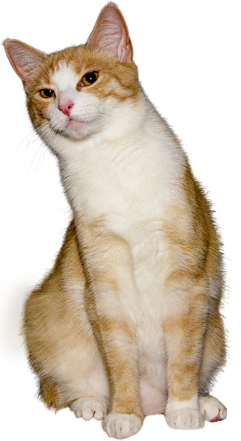猫 孤立 看法 - 上的免费照片