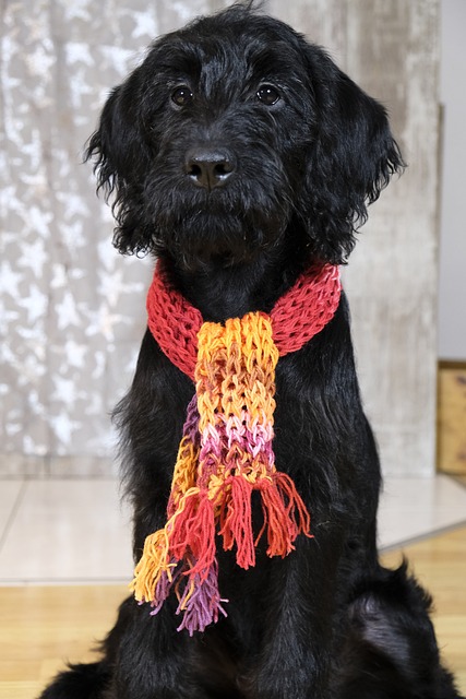 狗 小狗 Labradoodle - 上的免费照片
