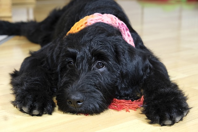 狗 小狗 Labradoodle - 上的免费照片