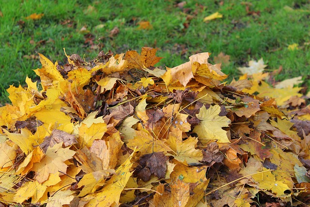 树叶 堆 秋天琐事 - 上的免费照片