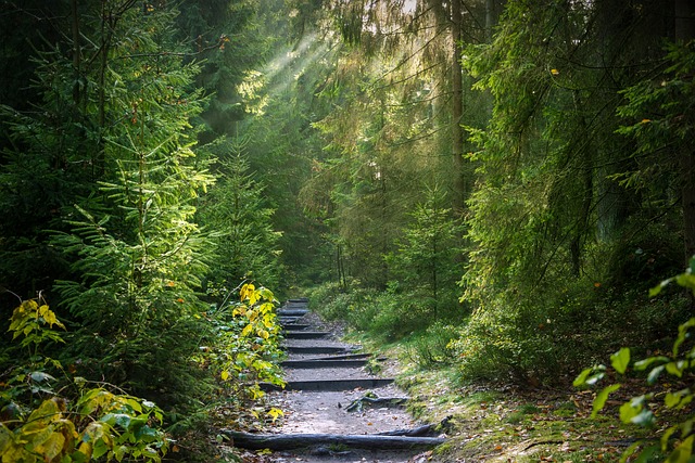 森林 踪迹 阳光 - 上的免费照片