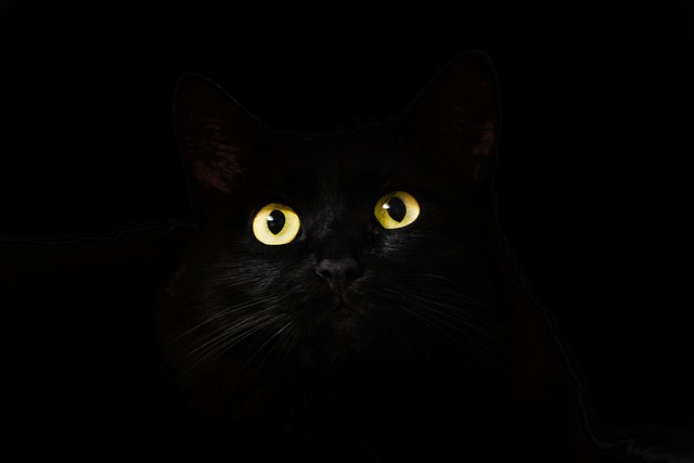 猫的眼睛 猫 黑色的 - 上的免费照片