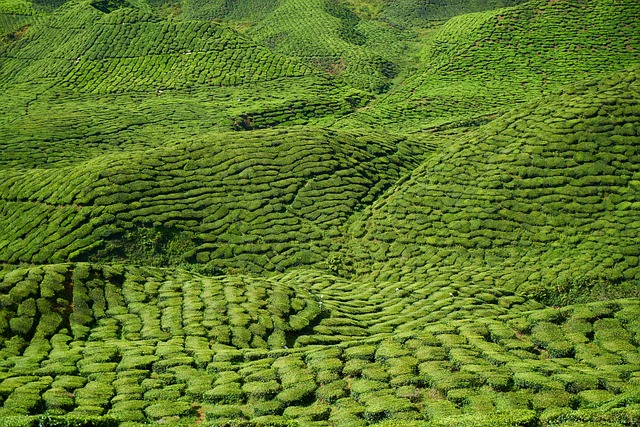 茶 原野 景观 - 上的免费照片