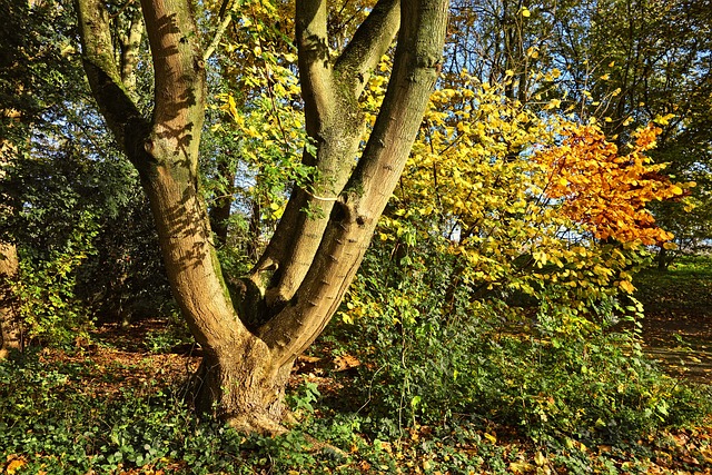 树 树干 分叉的 - 上的免费照片