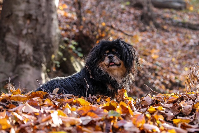 狗 秋天仍然生活 秋天的心情 - 上的免费照片
