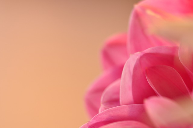 花朵 花 夏天 - 上的免费照片