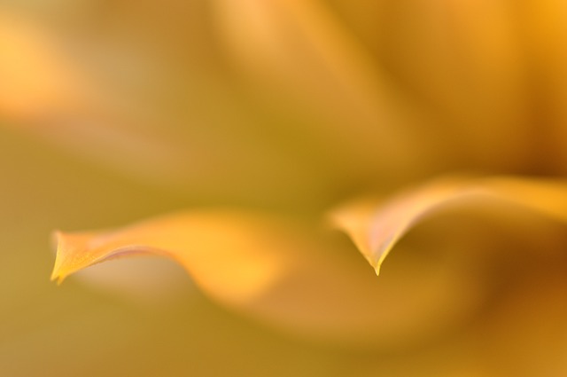 花朵 花 夏天 - 上的免费照片