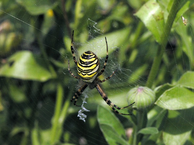 蜘蛛 Zebraspinne 关闭 - 上的免费照片
