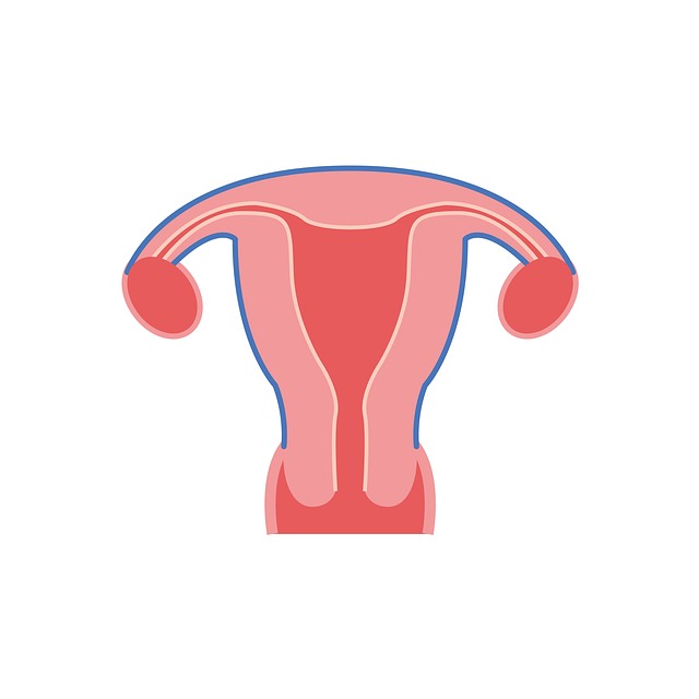 子宫 子宫的形状 - 上的免费图片