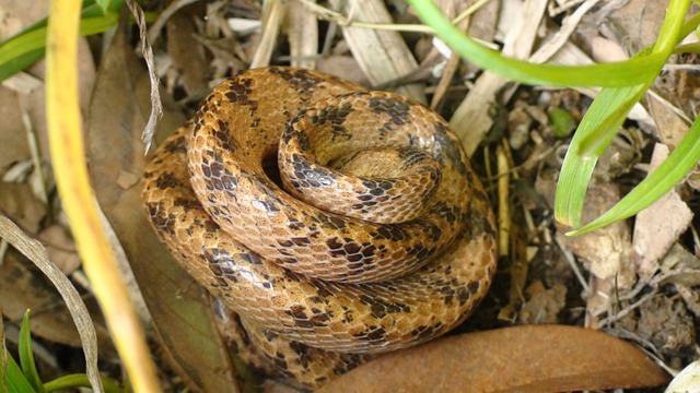 Snake 蛇 - 上的免费照片
