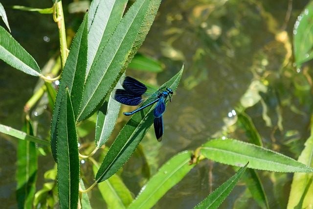 蓑羽 昆虫 蓝色的 - 上的免费照片