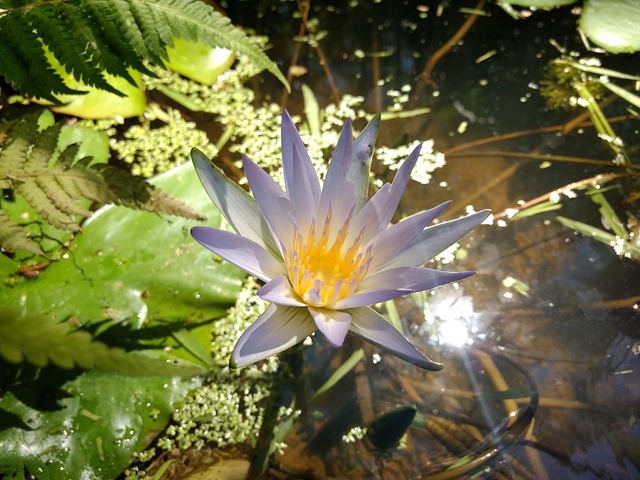 花菜类 花 花朵 - 上的免费照片
