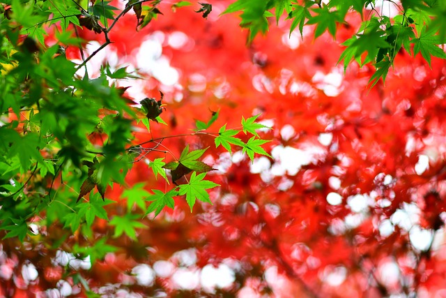 楓葉 紅楓 台彎 - 上的免费照片