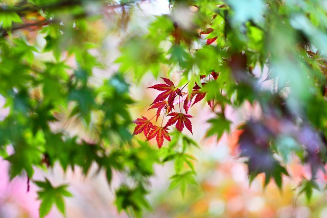楓葉 紅楓 台彎 - 上的免费照片