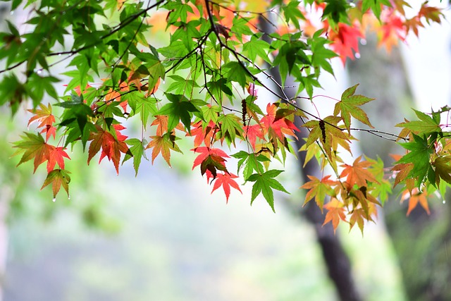 楓葉 紅楓 台彎 - 上的免费照片