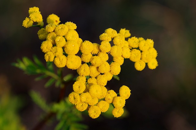 Wrotycz 草本植物 禁止 - 上的免费照片