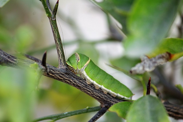 履带式 昆虫 自然 - 上的免费照片
