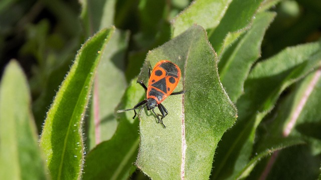 Pyrrhocoris Apterus 甲虫 错误的士兵 - 上的免费照片